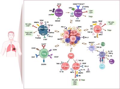 Host-Related Factors as Targetable Drivers of Immunotherapy Response in Non-Small Cell Lung Cancer Patients